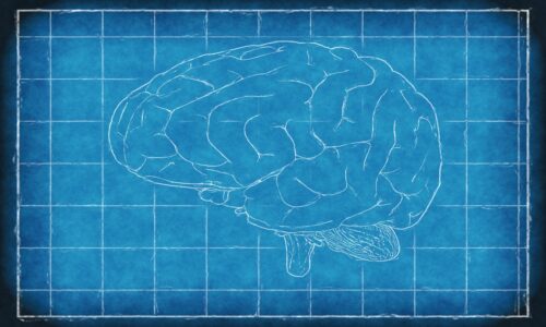 Usiamo davvero solo il 10% del nostro cervello?